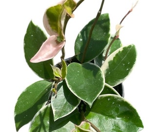 Hoya Tricolor Krimson Queen | Live 4" Hoya Houseplant | Tailing Hoya Plant