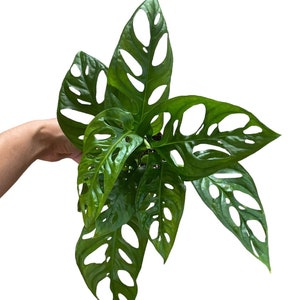 Swiss Cheese Plant | Monstera Adansonii | Live Tropical Plant | 4&quot; Pot
