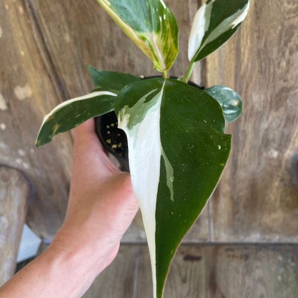 White Knight Philodendron | 4" pot