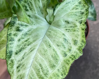 Syngonium White Butterfly | Arrowhead Plant | 4" Pot