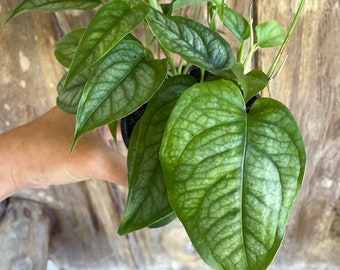 Black Velvet - Monstera Sp (peru) - Rare Tropical - Multiple Options - US  Seller - Etsy
