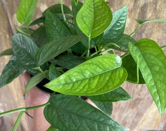 Cebu Blue Pothos | Epipremnum Pinnatum | Full Beautiful Live Plant | 4" Pot