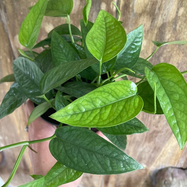 Cebu Blue Pothos Etsy