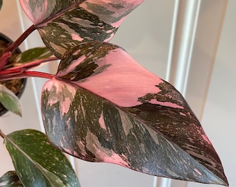 Philodendron Marble Galaxy Pink Princess | Highly Variegated | Pick Your Plant