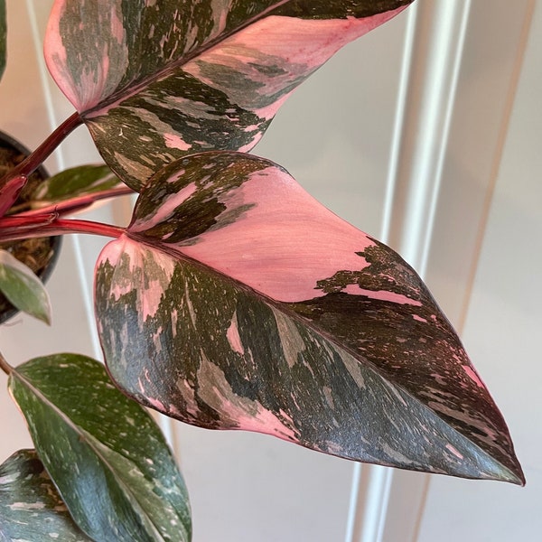 Philodendron Marble Galaxy Pink Princess | Highly Variegated | Pick Your Plant