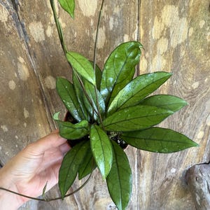 Hoya Crassipetiolata | Hoya Wax Plant | Climbing Vine Plant | Live Plant 4&quot; Pot