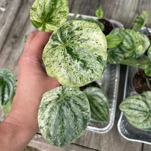 Peperomia Watermelon Variegated | 3" Pot