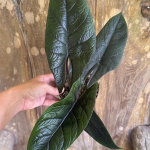 Alocasia Scalprum| 4&quot; Pot