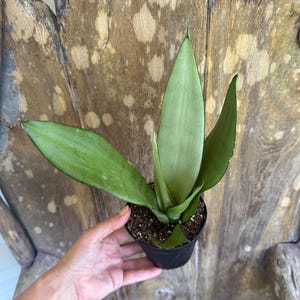 Silver Sanseveria Moonshine | Snake Plant Moonshine | 4&quot; Pot
