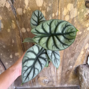 Alocasia Silver Dragon | 4&quot; Pot