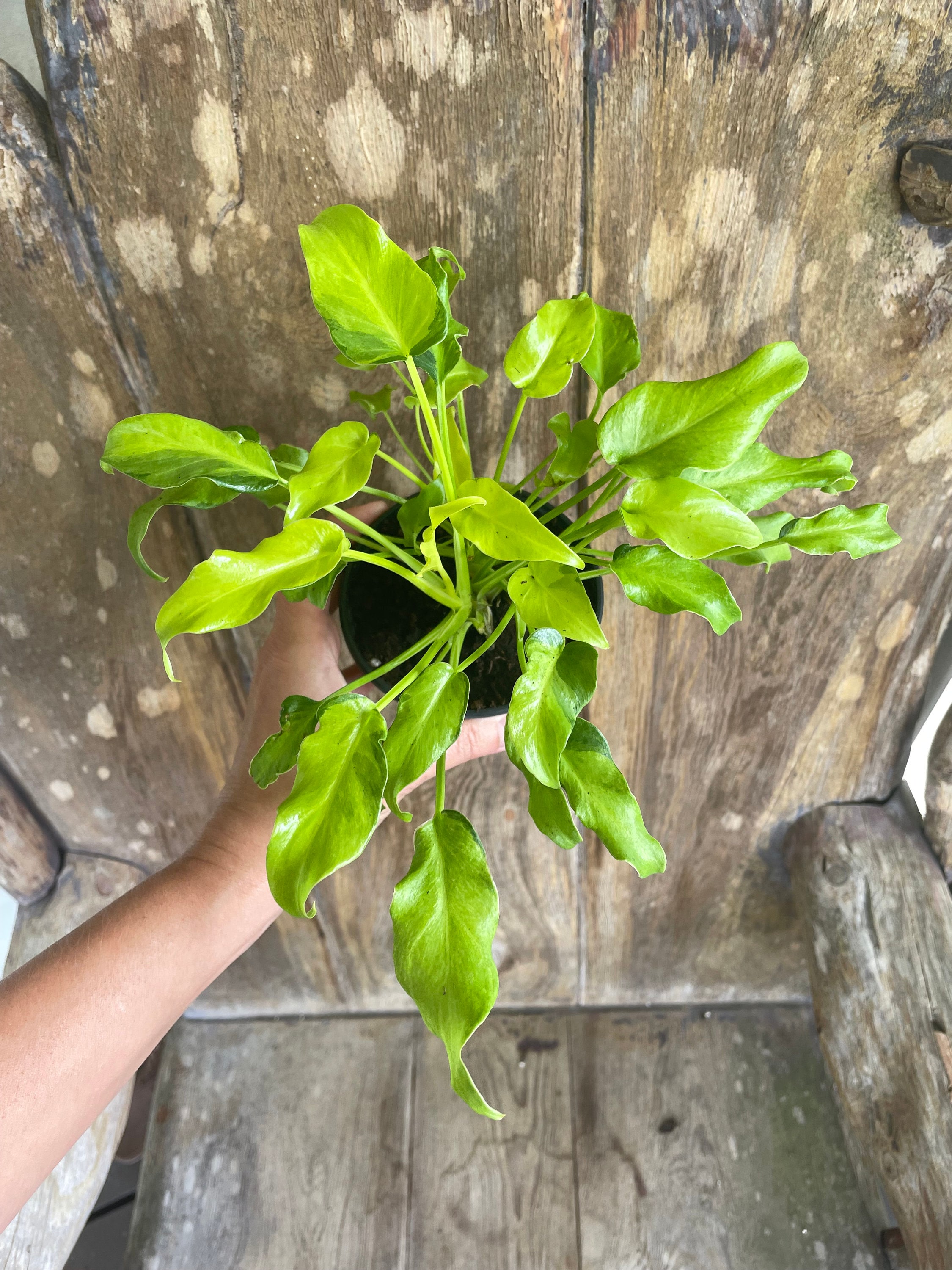 blue plumbago plant Hardy Plumbago (Ceratostigma) main image 0