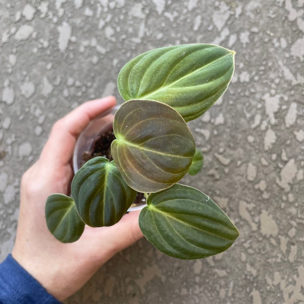 Philodendron Black-Gold Melanochrysum | 3" Pot