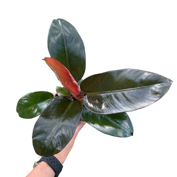 Philodendron Black Cardinal | Extremally Rare Philodendron | Beautiful Live Plant | 4" Pot