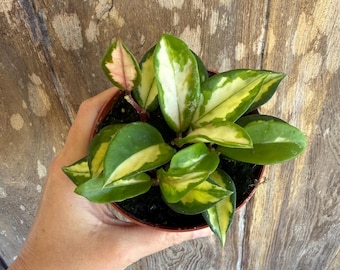 Hoya Carnosa Exotica - Tricolor - Variegated Hoya - Tropical