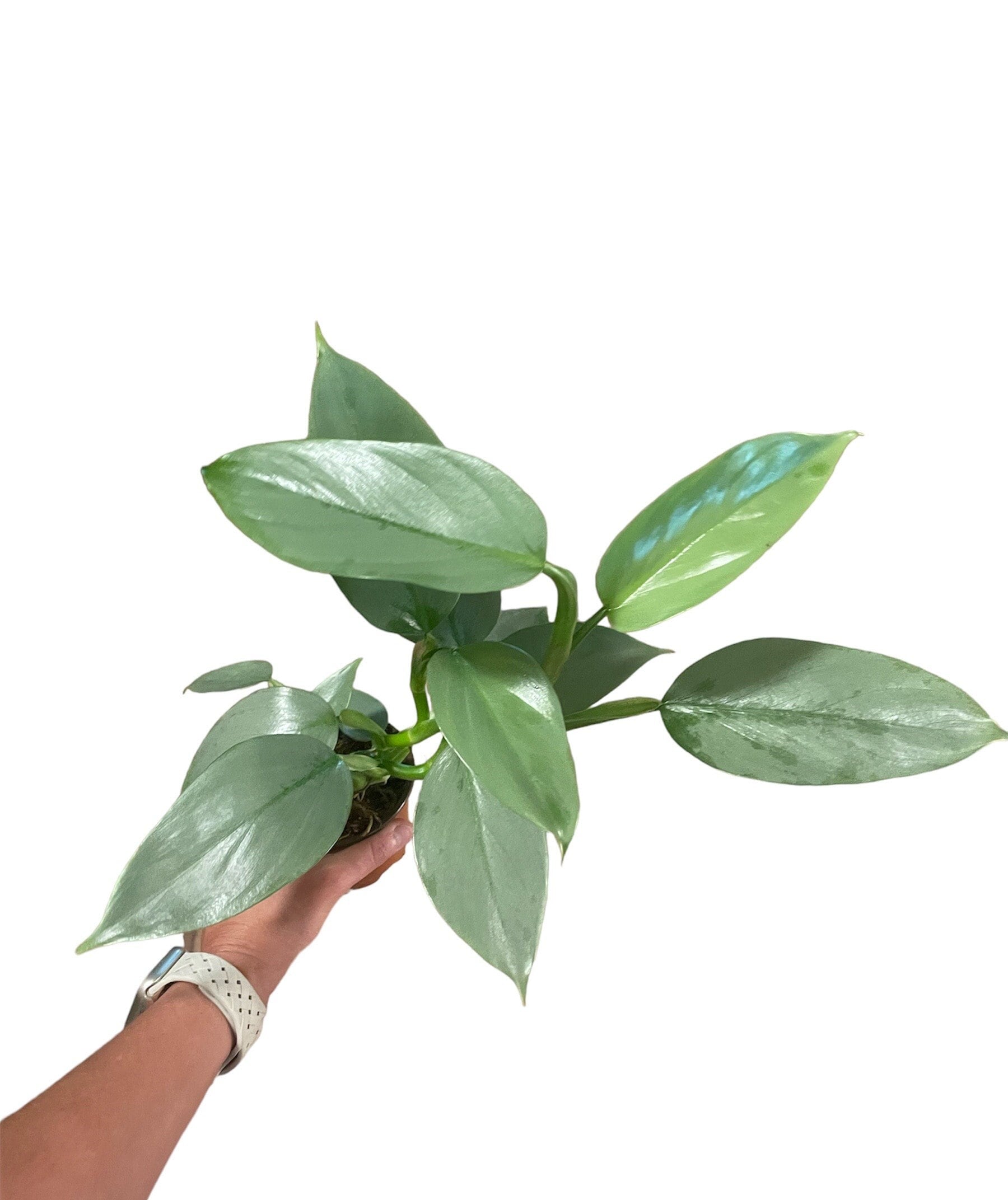 Philodendron Silver Swords - Etsy
