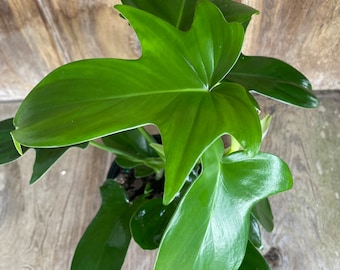 Philodendron Panduriforme | Live Plant in 4" Pot
