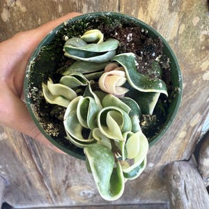 Hoya Compacta Variegated | Hindu Rope Hoya | 4&quot; Pot