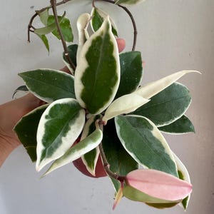 Hoya Tricolor Krimson Queen | Hoya Houseplant | Tailing Hoya Plant