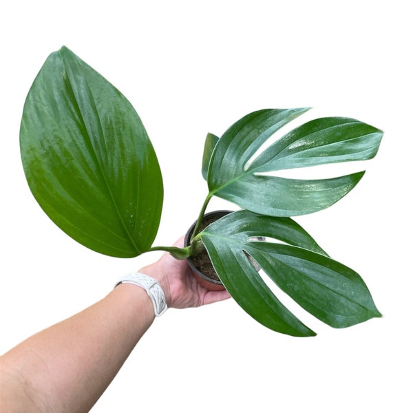 Dragon Tail Philodendron | Epipremnum Pinnatum | Rare Find | 4" Pot | Live Plant
