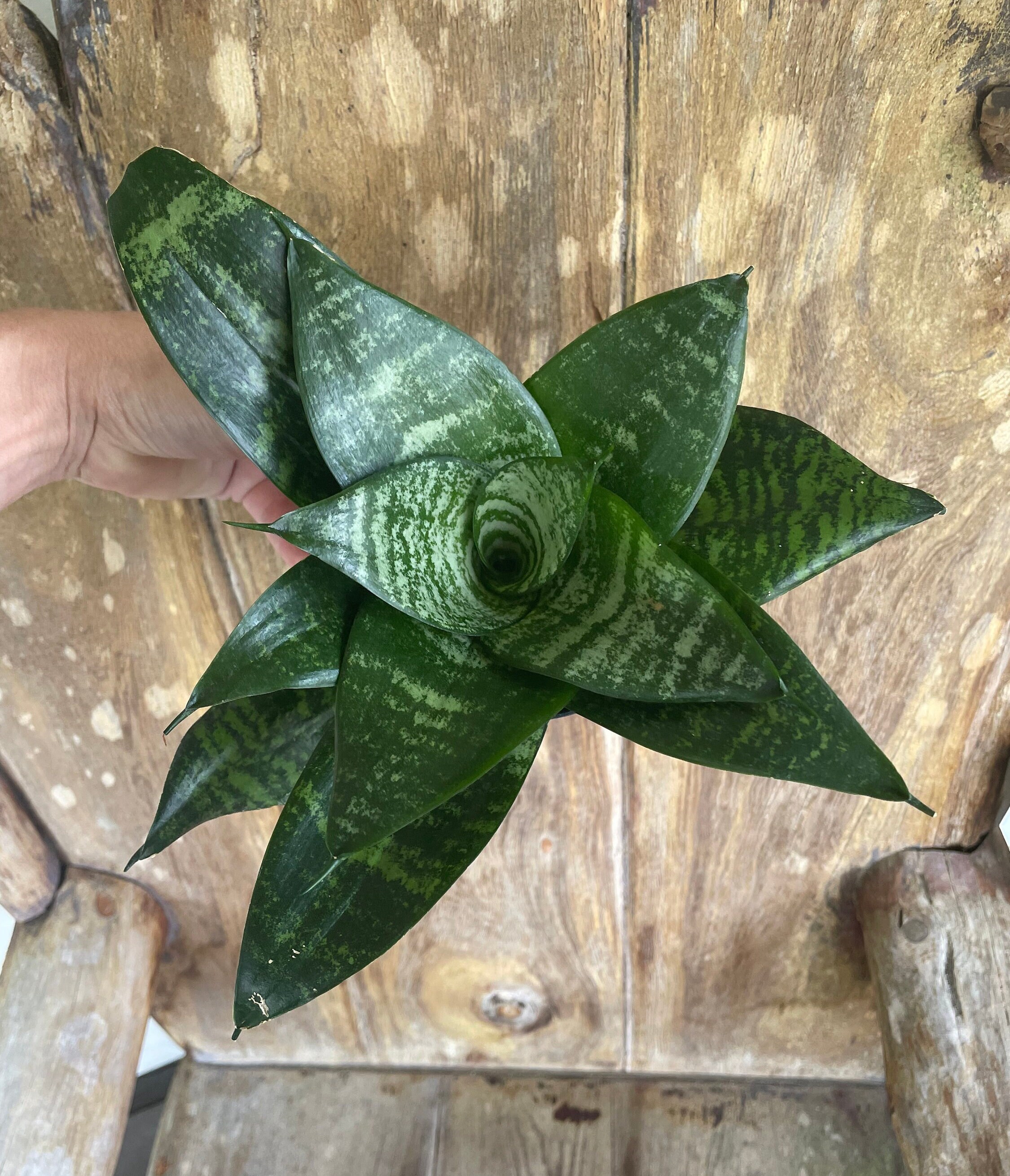Snake Plant Black Robusta | Sansevieria Trifasciata in 4" Pot - Etsy
