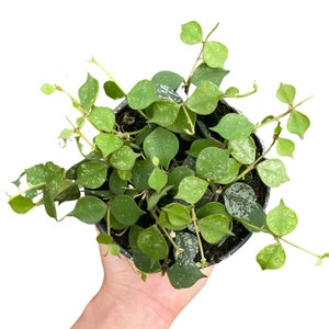 Hoya Curtisii | Rare Live Plant | 4&quot; Pot | Full Trailing Houseplant