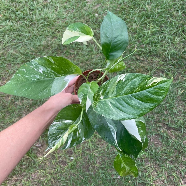 Epipremnum Pinnatum Albo Variegata | Tropical Indoor Live Plant | 4" Pot