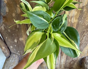 Philodendron Silver Stripe | Variegated Trailing Plant in a 4" Pot