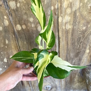 Mutant Manjula Pothos | New Rare Variety | 2" and 4" Pot