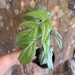 May include: A potted Monstera plant with large, textured, green leaves. The leaves have a unique, fenestrated pattern. The plant is in a small, black pot, and the background is a wooden surface.