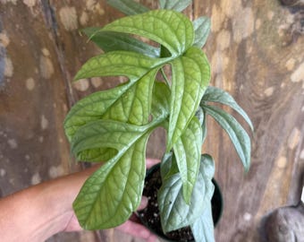 philodendron stem Philodendron erubescens 'Red Emerald' main image 0