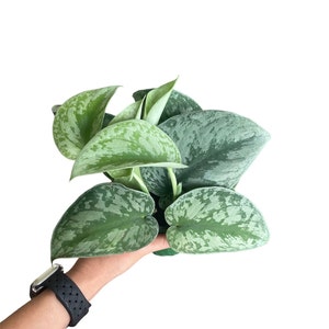 May include: A close-up of a Scindapsus pictus plant, also known as Satin Pothos, with large, heart-shaped leaves. The leaves are a deep green color with silver variegation. The plant is held in a hand against a white background.
