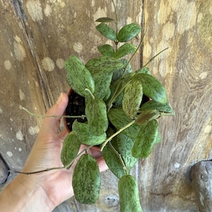 Hoya Sigillatis | Round Form | 4&quot; Pot