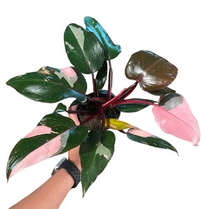 Philodendron Pink Princess | Rare Philodendron | 4&quot; Pot | Live Variegated Plant