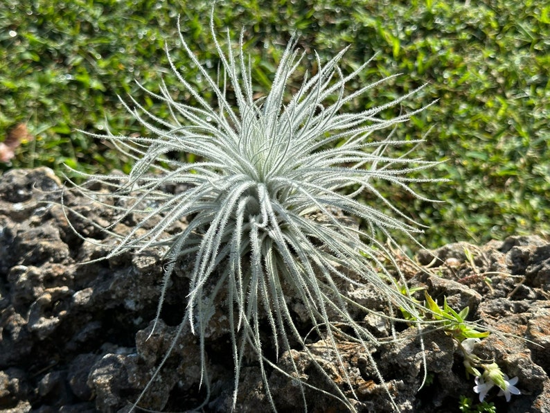 Plante aérienne Tillandsia Tectorum XXL . 7-12 pouces. image 2