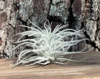 Small Tillandsia Tectorum 1-3” inch | Air Plant