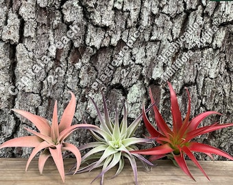 Lot de 3 Plantes Aériennes Tillandsias | Capitata Pêche | Plagiotrope | Brachycaulos multiflore ; "Abdita"