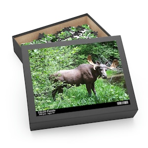 Bull Moose