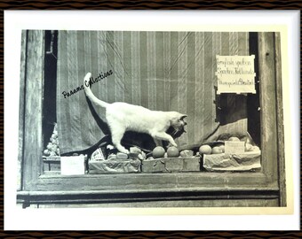 1953 Heliogravure of a photograph by SANDFORD H. ROTH "Cat, Place du Tertre"