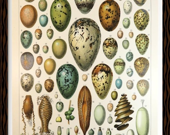 Authentic 1898 and Original Plate from the New Illustrated Larousse: Eggs
