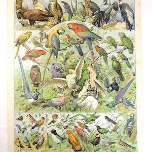 Peut inclure: Une planche éducative vintage illustrant de manière colorée différentes espèces d'oiseaux. La planche est intitulée "Oiseaux" et comprend les noms français de chaque oiseau. Les oiseaux sont représentés dans diverses poses et environnements, notamment en vol, perchés sur des branches et dans des nids.