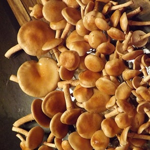Nameko Mushroom Liquid Culture