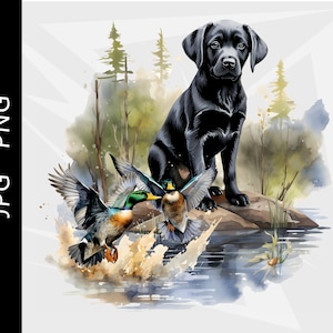 Czarny labrador retriever, pies myśliwski na kaczki, polowanie na krzyżówki, polowanie na kaczki, projekt ptactwa wodnego, pobieranie cyfrowe