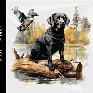 Czarny labrador retriever, pies myśliwski na kaczki, polowanie na krzyżówki, polowanie na kaczki, projekt ptactwa wodnego, pobieranie cyfrowe