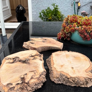 May include: Three natural wood slices with visible grain patterns and rough, textured bark edges. The light-coloured wood pieces are irregular in shape, showcasing organic knots and rings, arranged on a smooth, dark, reflective surface.