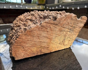 Large elm burr