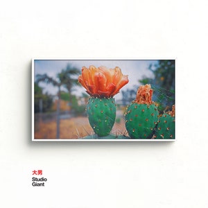 Samsung Frame TV Art, Cactus Flower, Instant Download, Desert, Frame TV Art, Samsung Art TV, Digital Download for Samsung Frame