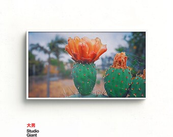Cactus Flower Samsung Frame TV Art: Desert Modern Painting (Digital Download)