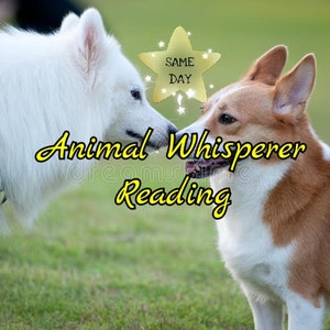 Dezelfde dag Dierenfluisteraar Tarotkaart lezen, tarotkaart lezen, kaart lezen, tarot lezen, paranormaal lezen, helderziend, dier, tarot