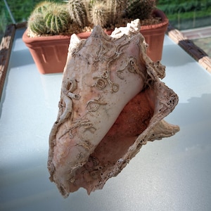 Puede incluir: Una gran concha de mar con un patrón intrincado, de color rosa claro y blanco. La concha tiene una superficie rugosa y texturizada y parece estar hecha de materiales naturales.