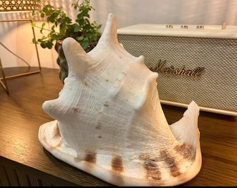 Natuurlijke schelpen – Strandhuwelijksdecoratie – Authentieke schelpen – Kusthuisdecoratie – Nautisch thema – Door de oceaan geïnspireerd middelpunt